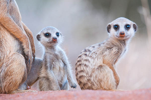 baby meerkat sitting upright